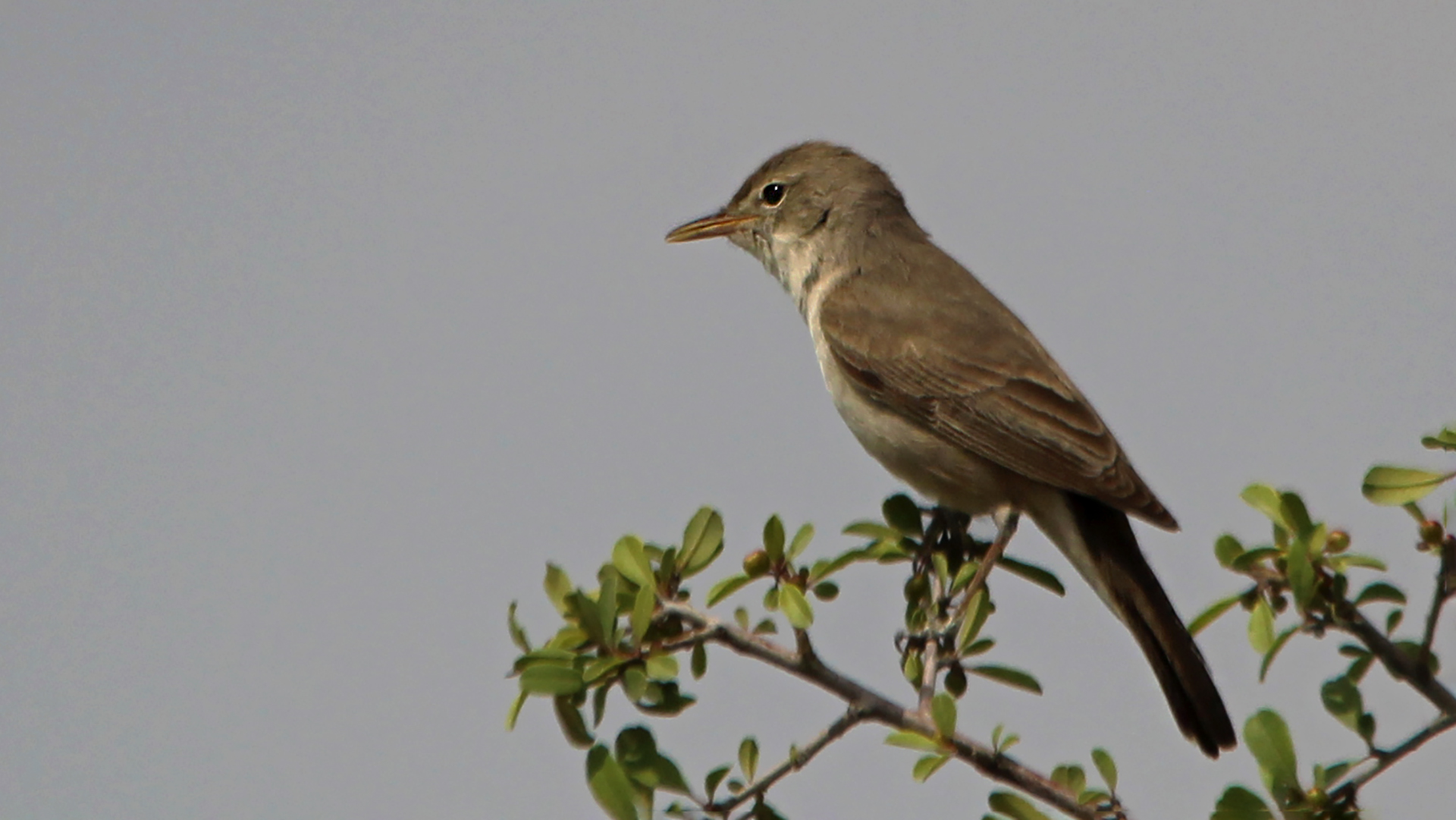Upcher's Warbler